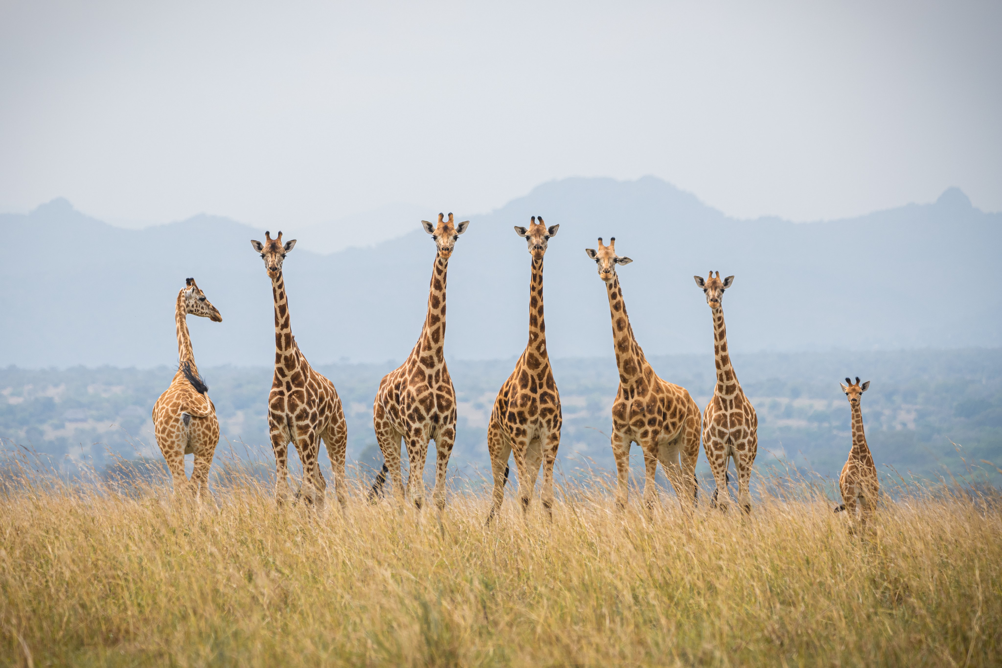 Giraffe Encounters