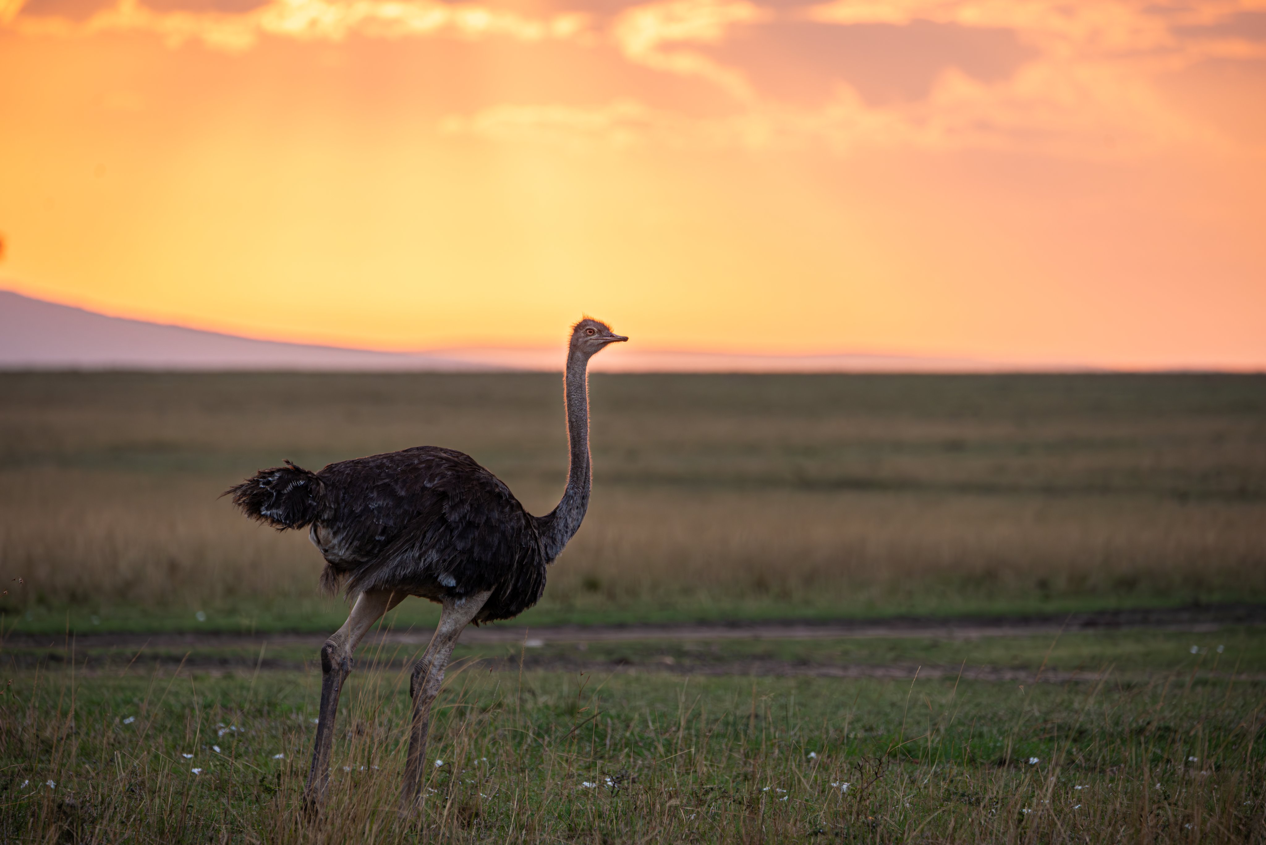 Ostrich